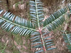 Stinking Yew (Torreya)