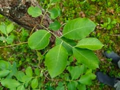 Bakko Willow (Salix bakko)