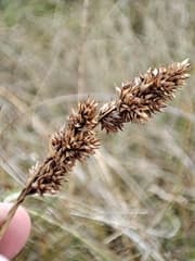 Purdie's sedge (Carex purdiei)