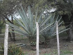 Henequen (Agave fourcroydes)