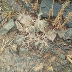 Sand false-smoke (Ceratocarpus arenarius)