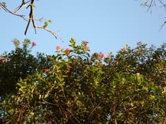 Pacific fire tree (Metrosideros vitiensis)