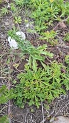 Japanese mugwort (Artemisia japonica)