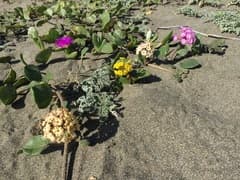 Yellow Sand Verbena (Abronia latifolia)