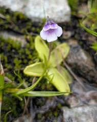 Balkan Butterwort (Pinguicula balcanica)