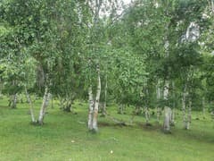 Asian White Birch (Betula platyphylla)
