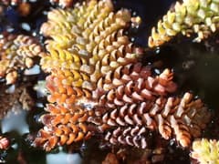 Feathery water fern (Azolla pinnata)