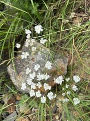 Giant Hogweed (Astrodaucus)