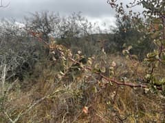 Tallow Wood (Ximenia americana)