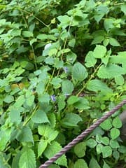 False aralia (Tripora)