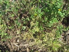 Sticky Mouse-ear (Cerastium glomeratum)