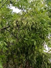 Caucasian Ash (Fraxinus oxycarpa)