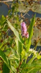 water violet (Chulusium amphibium)