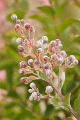 Crape Myrtle (Lagerstroemia)