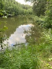 Wood Small Reed (Calamagrostis epigejos)