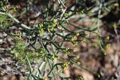 Euphorbia biglandulosa (Euphorbia biglandulosa)
