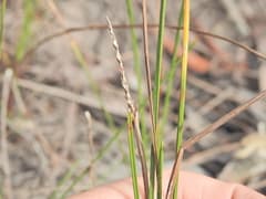 Philippine hairgrass (Eleocharis philippinensis)