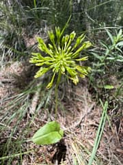 False eranthemum (Achroanthes corymbosa)