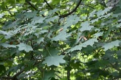 Turkestan Maple (Acer turkestanicum)