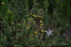 Wilson's Barberry (Berberis wilsoniae)