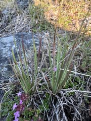 Greenland blue-eyed grass (Sisyrinchium groenlandicum)