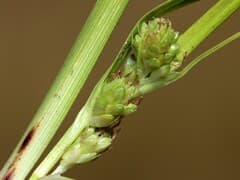 Mountain Sedge (Carex montana)