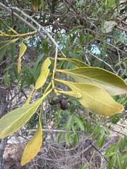 Canthium odoratum (Canthium odoratum)