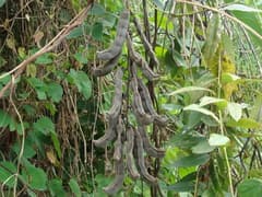 Velvet bean (Mucuna cochinchinensis)