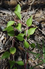 Madeira Vine (Anredera)