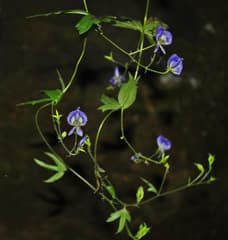 Monkshood (Aconitum)