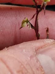 Elegant fingers (Acianthus elegans)