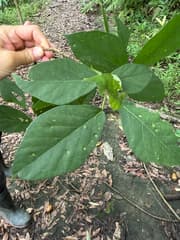 Japanese Fig (Ficus erecta)