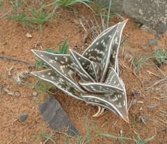 Mountain Aloe (Aloe ausana)