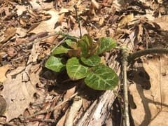 Roundleaf wintergreen (Pyrola rotundifolia)