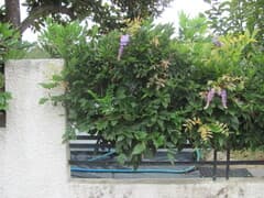 Wisteria (Wistaria)