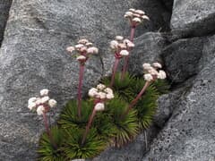 Congested Speargrass (Aciphylla congesta)
