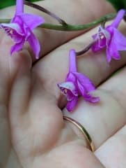 Arrowhead plant (Anthogonium)