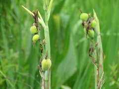 Water Canna (Canna glauca)