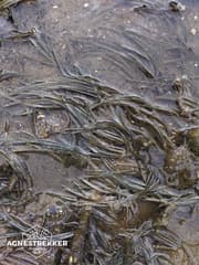 Japanese Eelgrass (Zostera japonica)