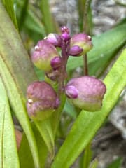 False Aralia (Anthalogea)