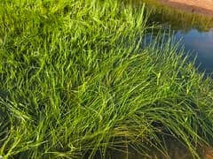 Purple Spikerush (Eleocharis atropurpurea)