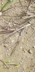 Fisher's Dupontia (Dupontia fisheri)