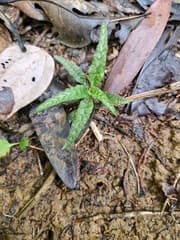Jewel Orchid (Gonatostylis)