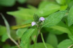 Procumbent Rostellularia (Rostellularia procumbens)