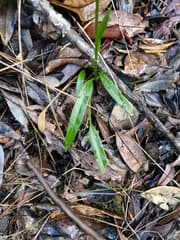False nettle (Achlydosa)