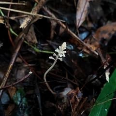 Orchid (Cranichis)