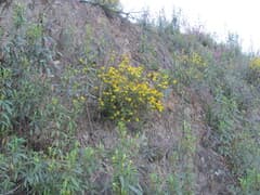 Spanish Broom (Chamaespartium)