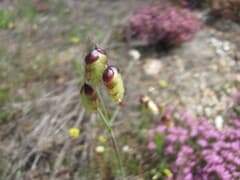 Greater Quaking Grass (Briza maxima)