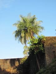 Grugru Palm (Acrocomia aculeata)
