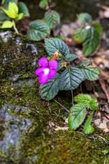 Large-flowered Achimenes (Achimenes grandiflora)
